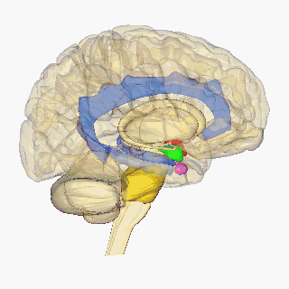 Rotating 3D brain illustration showing key lobes